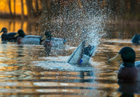 Higdon Pulsator Pro Mallard Decoy